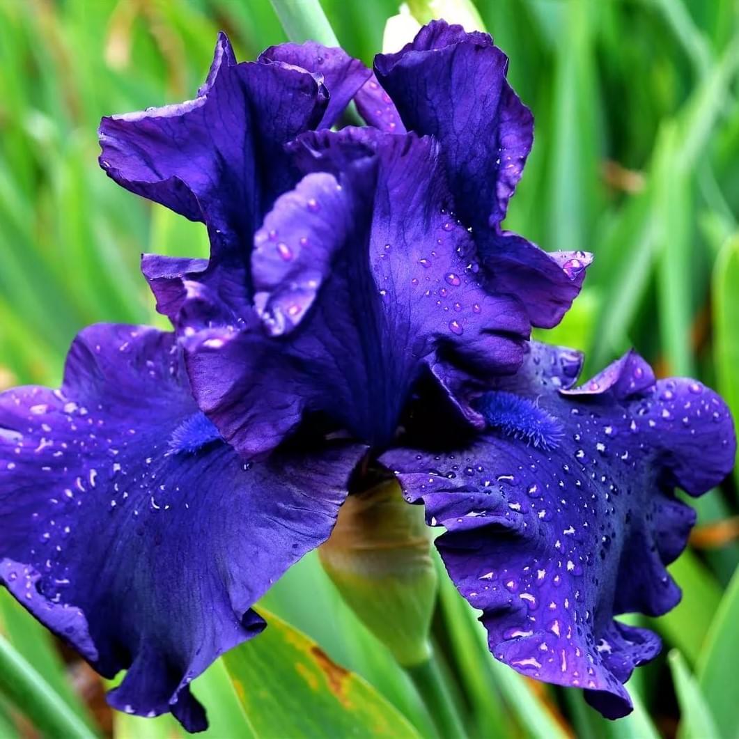 iris